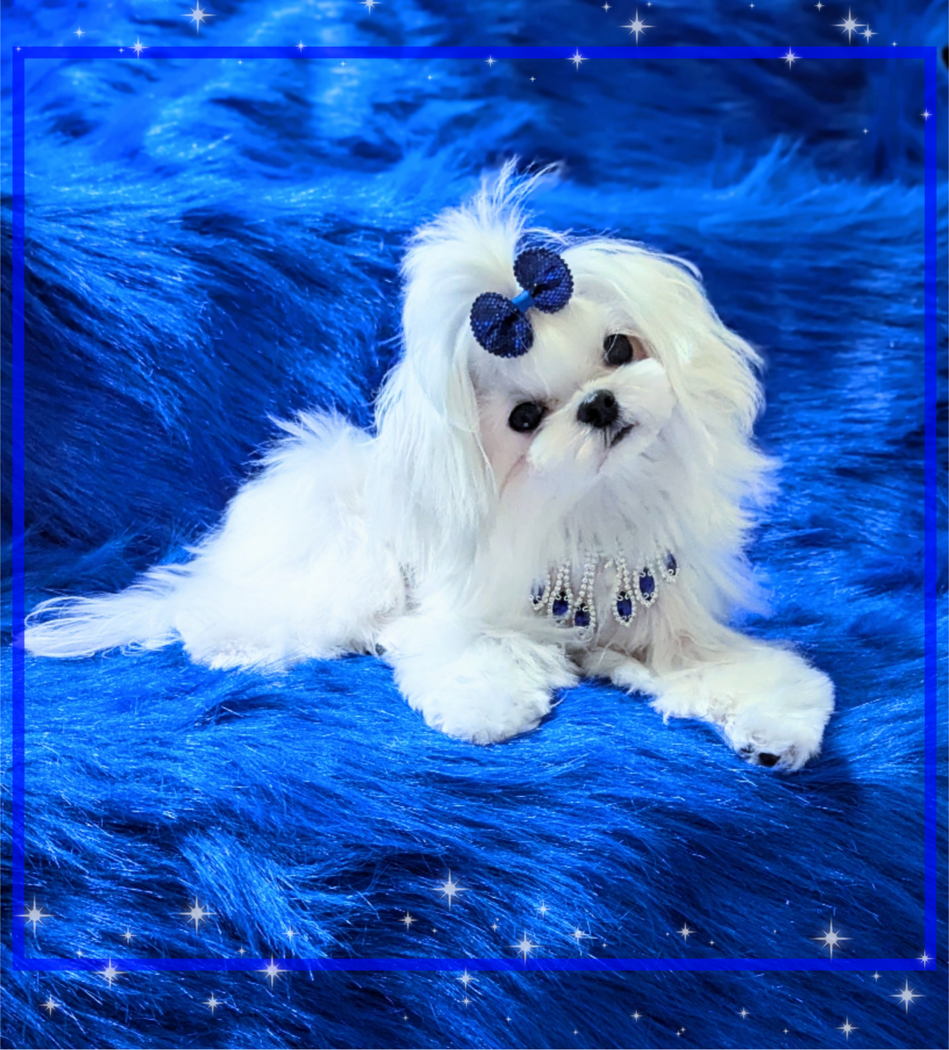 Brat Pack Babydolls Korean Maltese